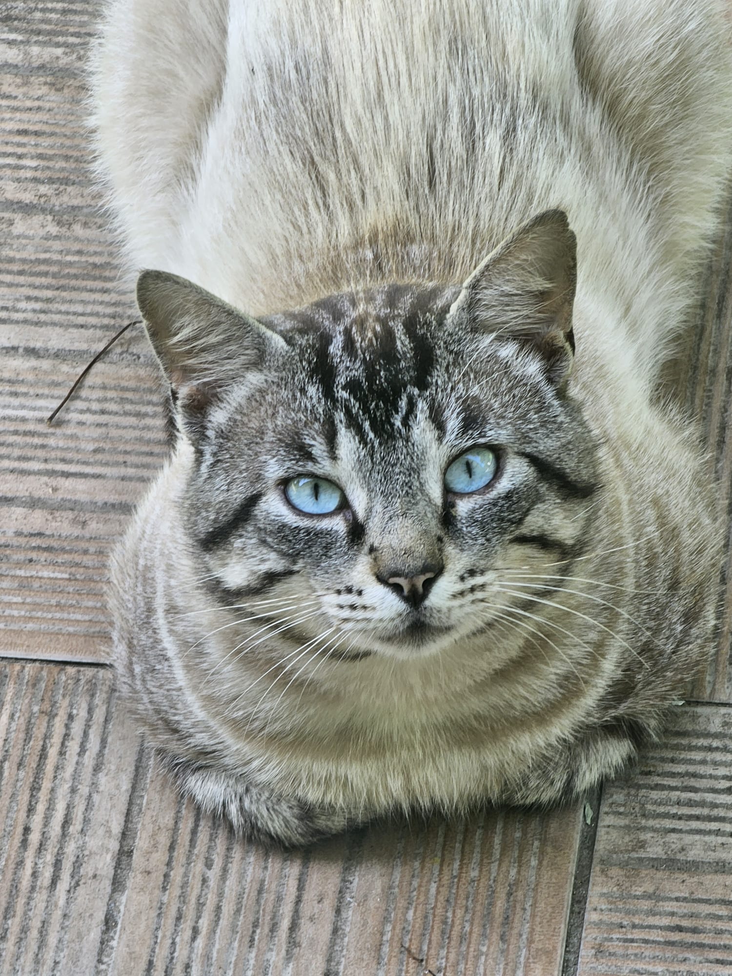 Chat accompagné en soin énergétique